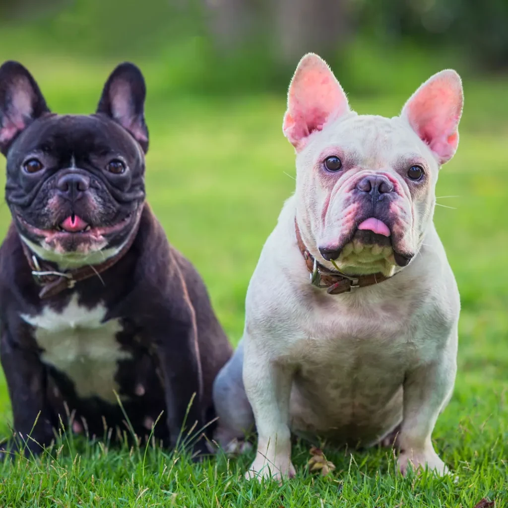 Two French bulldogs
